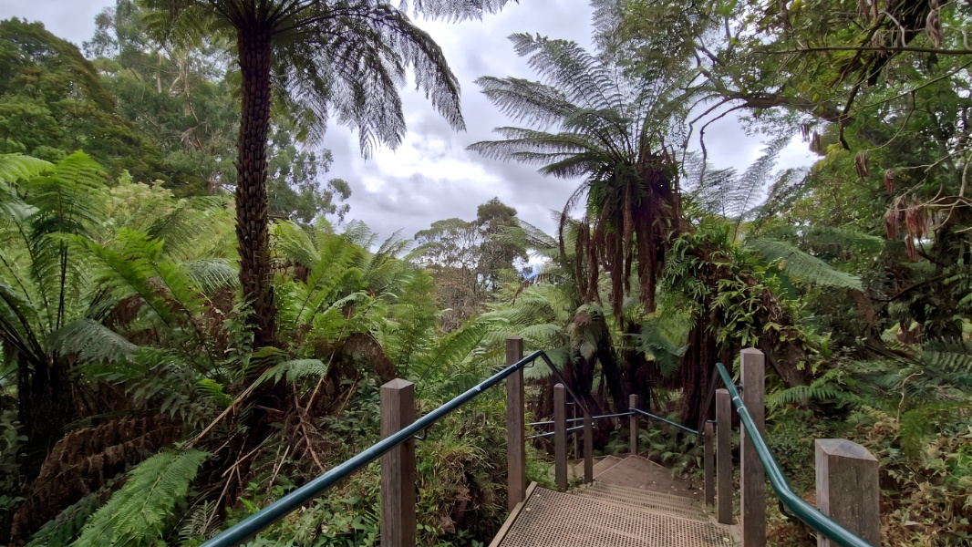 The 1000 Steps: A Journey of Endurance and Remembrance in the Dandenongs