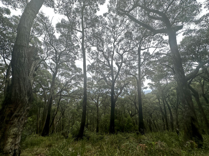 Discover the Beauty of Kyeema Track, Mount Dandenong
