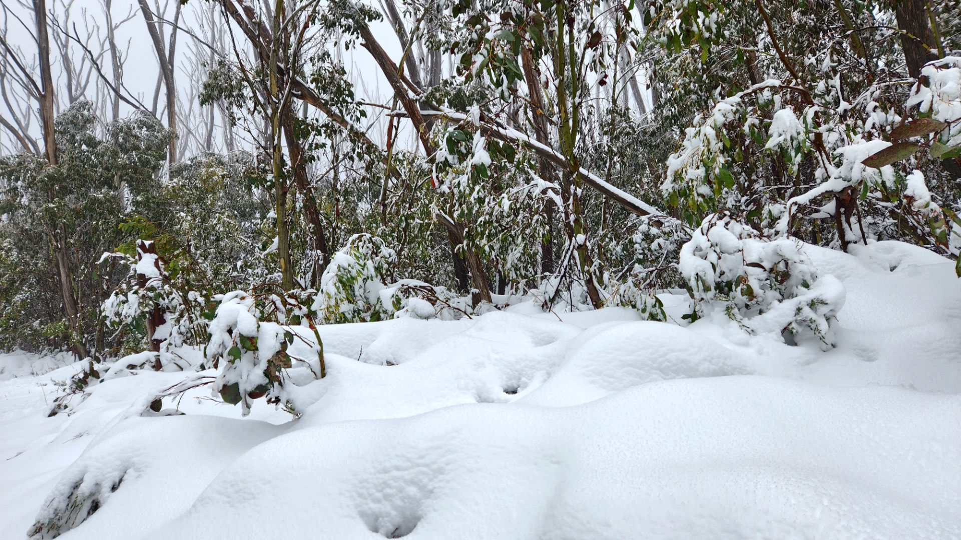 Snow at Lake Mountain