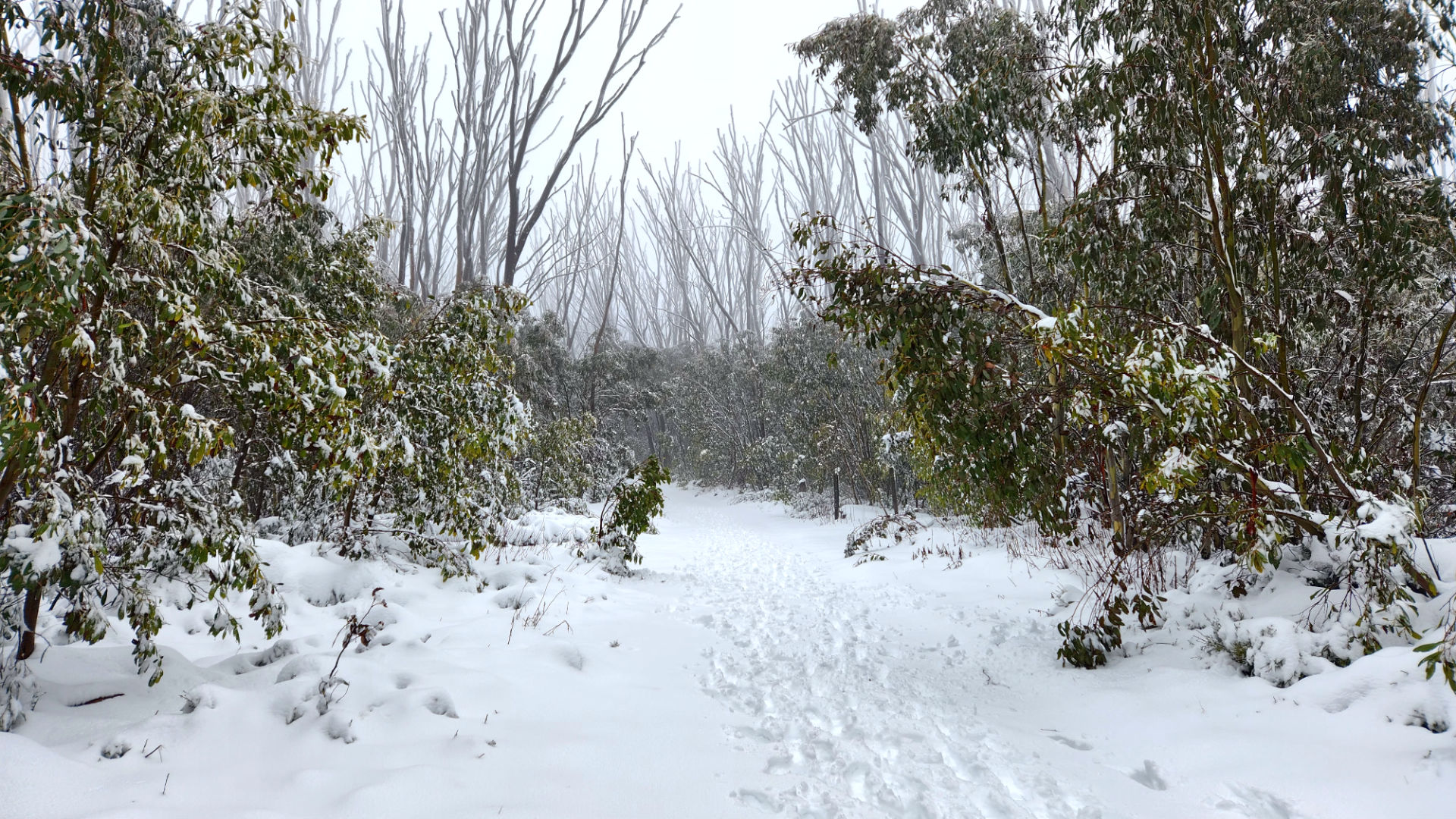 Snow at Lake Mountain