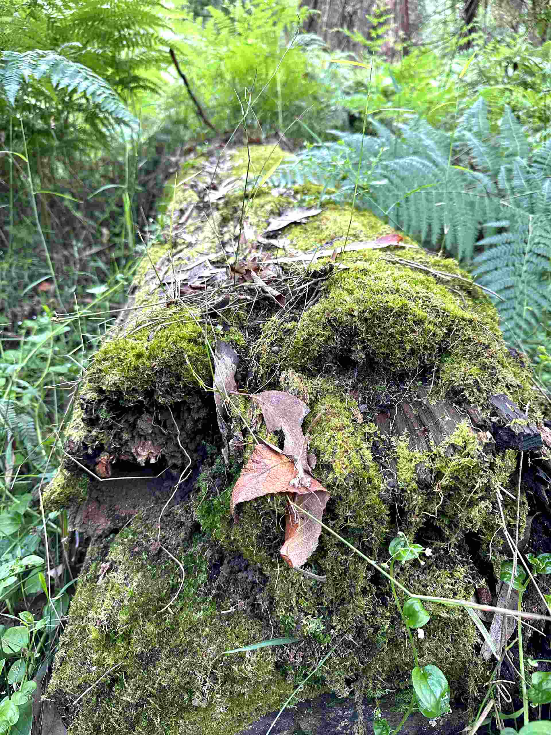 Tree Log