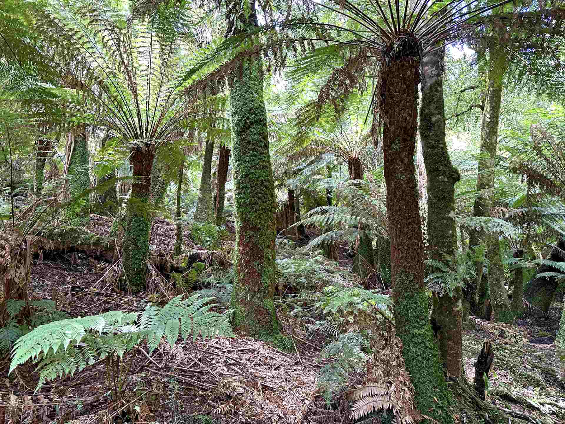 Fern Trees in Sherbrooke Forest